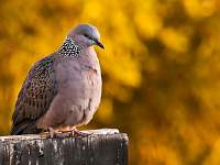Spotted Turtle Dove