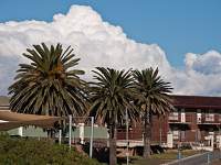 Palms