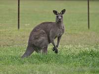 Kangaroo