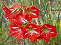 Red Flowers