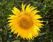 Gathering Pollen