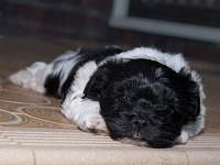 Puppy